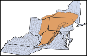 The Marcellus Shale, denoted in brown, primarily cuts across large swaths of New York, Pennsylvania, Ohio and West Virginia. (Map by Jennifer LaFleur/ProPublica)