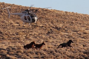 A BLM helicopter rounds up horses in the Stone Cabin Valley of Nevada in the winter of 2012. (Dave Philipps)