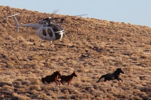 A helicopter rounds up horses in the Stone Cabin Valley of Nevada in the winter of 2012. (Dave Philipps)