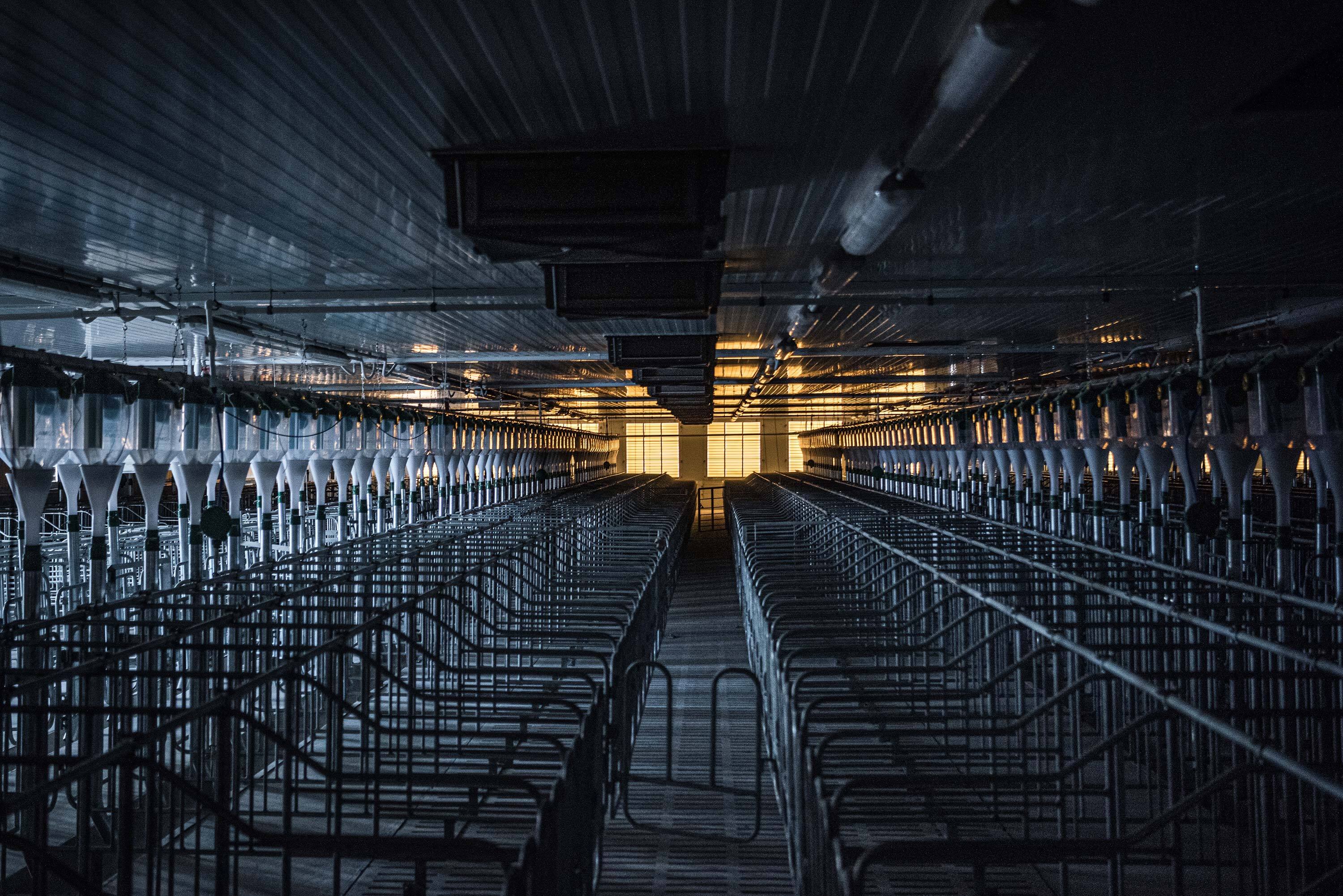 A newly built pigsty in Vladivostok owned by the corporate farming company Rusagro.