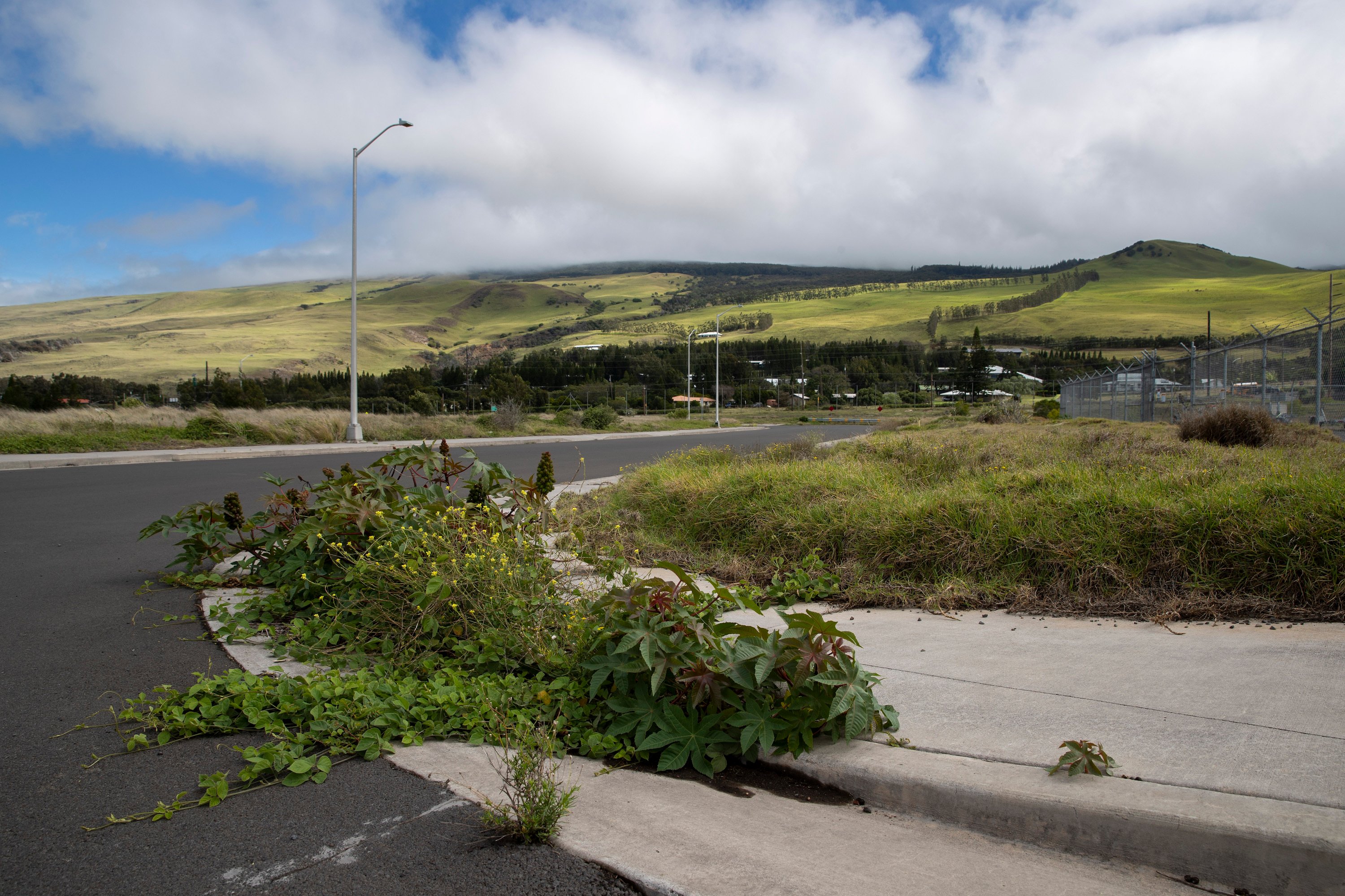 Weeds grow from the sidewalk in front of a cluster of houses.
