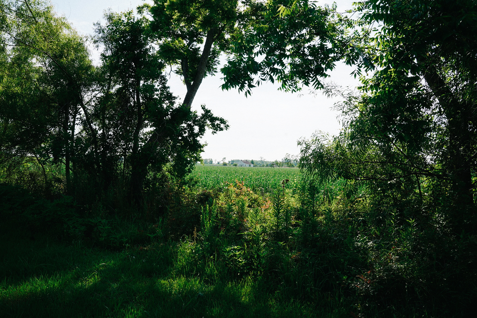 An open field is visible through a gap in a line of trees, with low buildings in the distance.