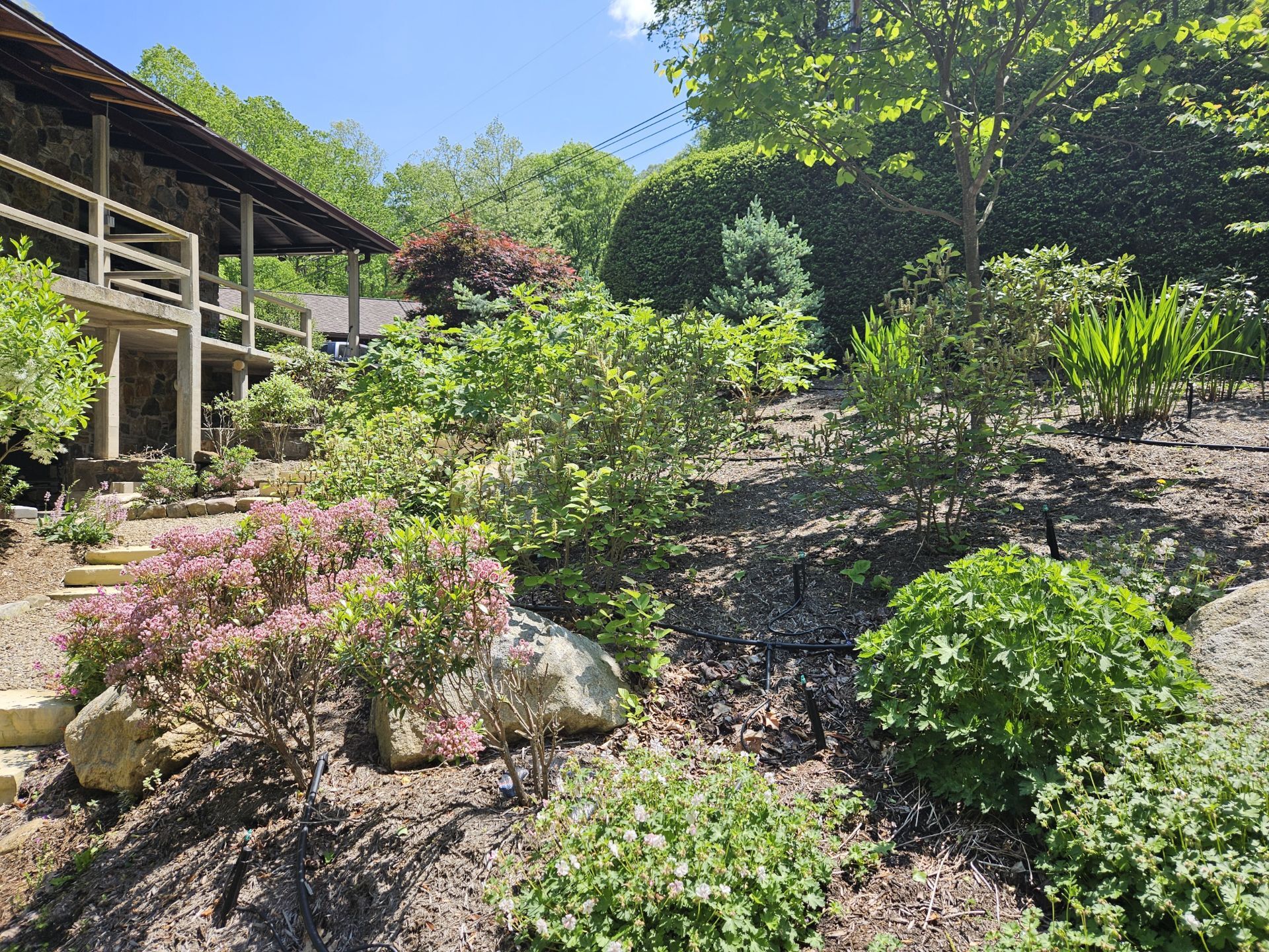 Flowering bushes and trees grow on a hill next to two houses.