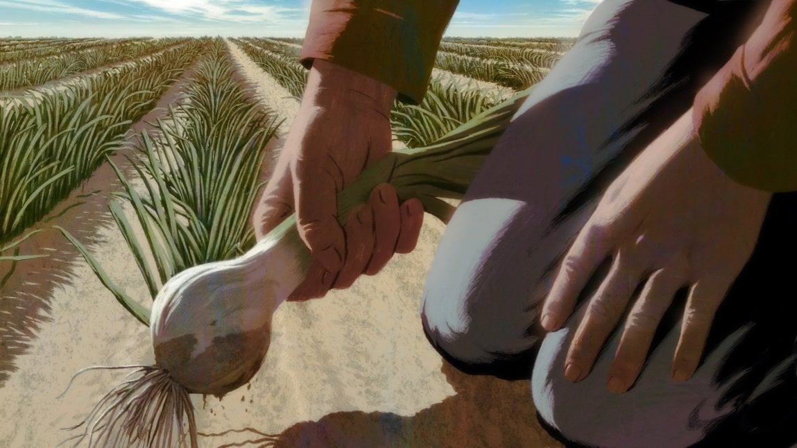 Illustration of a close-up view of a farmworker’s hands harvesting an onion while kneeling. Onion plants stretch into the background.