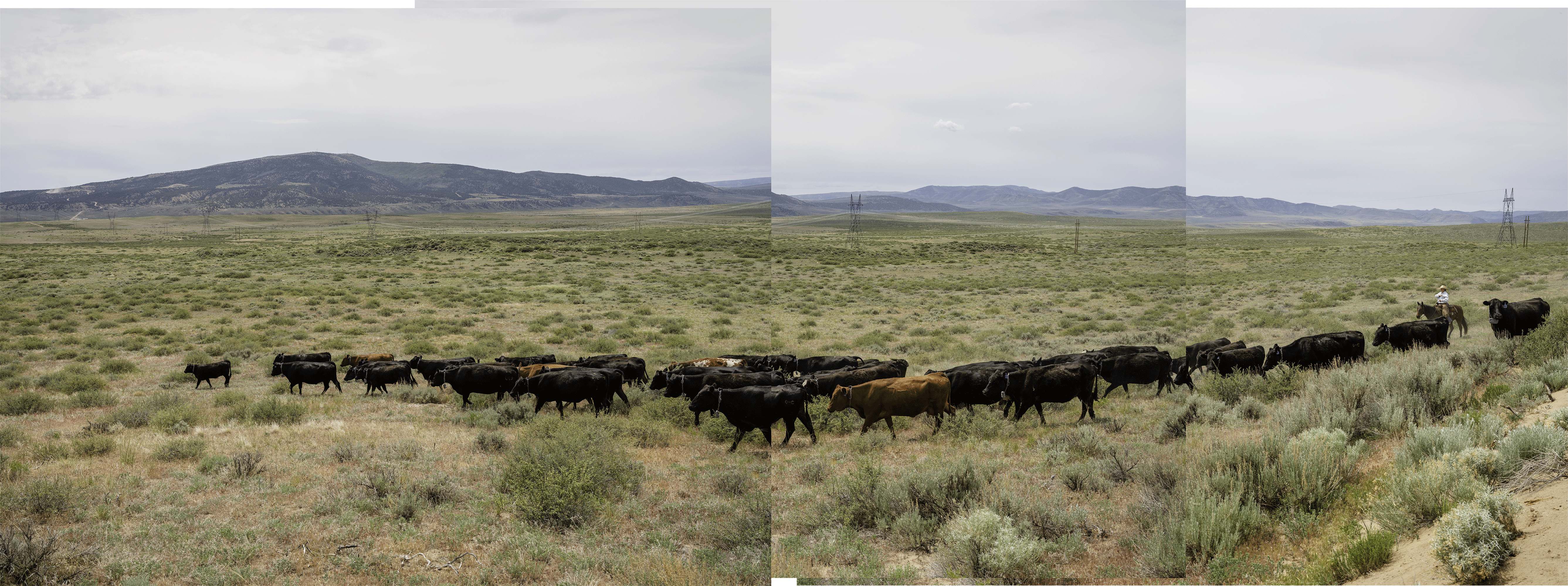 Cattle graze on a Nevada Gold Mines pasture near Carlin, Nevada.