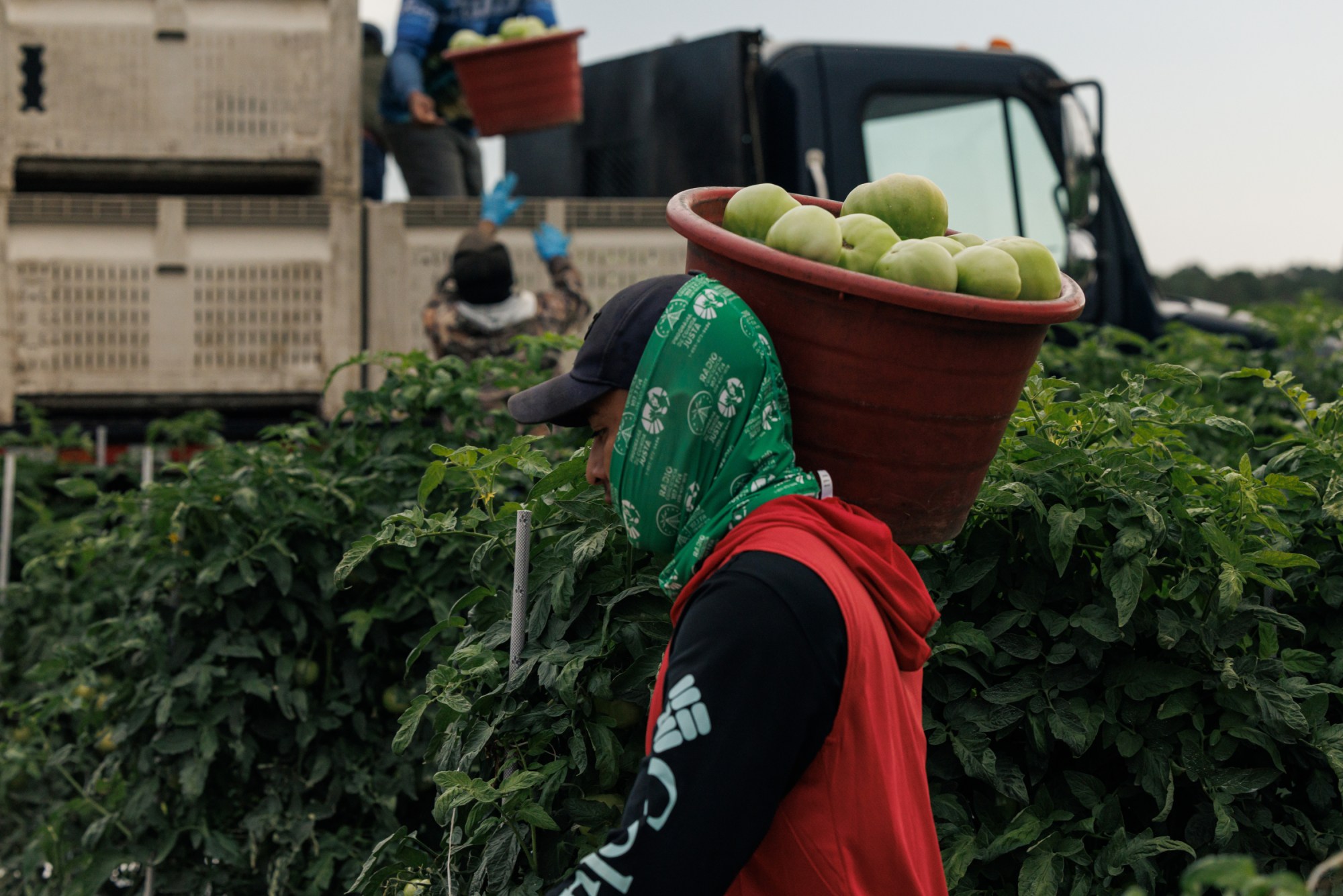 Why Few Farms Take part within the Truthful Meals Program, Which Specialists Say Might Forestall Abuse — ProPublica